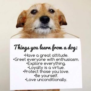 Things you learn from a dog